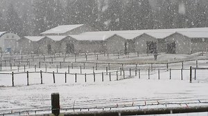 19K views · 356 reactions | SNOW; Wonderful snow and there is only one equine that will stand outside and that is Rite the mule. Rita is comfortable in the snow because she has the same kind of hair as a horse www.turtlevalleydonkeyrefuge.com/ | Turtle Valley Donkey Refuge Society | Facebook