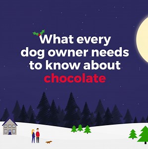 4.9K views · 28 reactions | Chocolate poisonings increase by more than 300% over the festive season. Many people believe giving some to their dog won't harm them, but do you know how much could be harmful to yours? #ChristmasHazards | Vets Now | Facebook