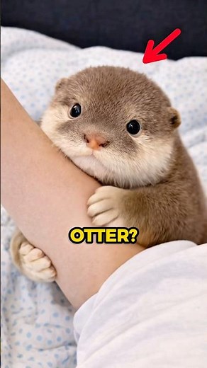 The Truth About Owning an Otter 😳 #shorts #animals #otter