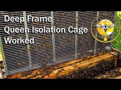 Queen Isolation Cage Follow-Up, did it work to keep a swarm from absconding? Queen Cage that works.