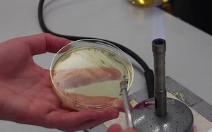 「Protocols」如何对细菌进行专业正确地保存 Preparation of Overnight Culture and Glycerol Stocks
