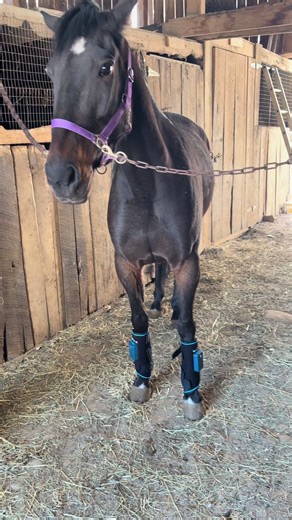 Horse Compression Ice Boots for Tendon Injuries