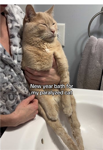 New Year Bath Routine for My Paralyzed Cat