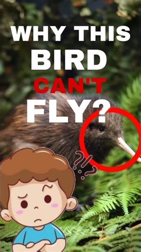 Why this bird can't fly 🐦❌ Top flightless birds explained! #BirdFacts #facts