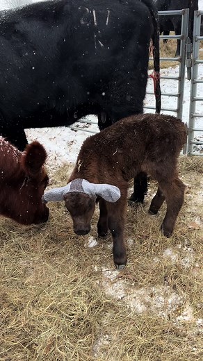 DIY Moo Muffs for Baby Angus and Hereford Cattle in Winter