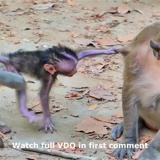 264K views · 1.8K reactions | Emotional Moment! Baby Jester Looks Upset as Mom Jinx Doesn’t Notice Him Watch full VDO in first comment | Cute monkey family | Facebook