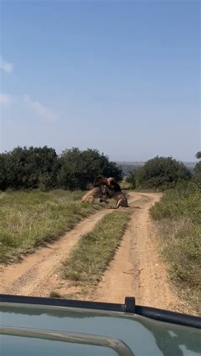 1.5M views · 25K reactions | Our lions have been mating for the last few days. Tensions rise between the two dominant males as the urge to procreate overtakes all other activities. Dominance is variable between the two equally matched competitors. Thanks to guide Kathleen for capturing this moment! #lion #safari #nature #wildlife #travel #southafrica #big5 #kariegagamereserve | Kariega Game Reserve | Facebook