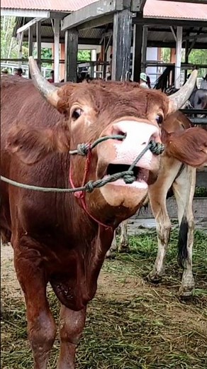 sapi moo, suara sapi #shorts #cowsong #animalsounds