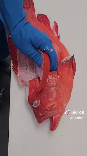 Expert Fish Filleting Techniques for Fresh Cod