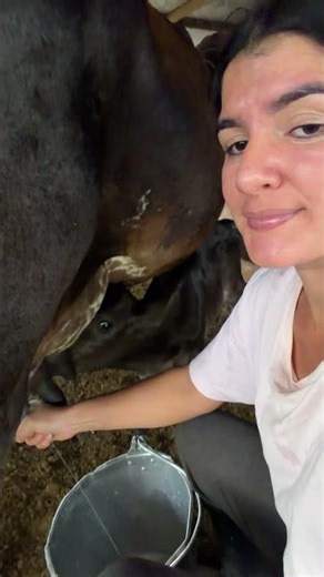 Ordeño 💪🏻🤗🌏 #campo #vaca #mercadoagricola #cow #agriculturaregenerativa