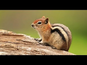Chipmunk Sound to Attract Them | Make Chipmunks Come to You Instantly!