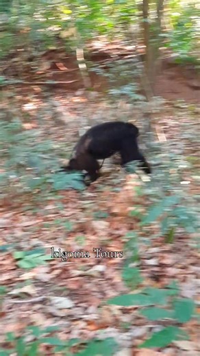 Discover the Wild Beauty of Gombe & Mahale! Step into Tanzania’s untouched paradise — where the rainforest meets the crystal-clear waters of Lake Tanganyika. Experience unforgettable chimpanzee trekking, peaceful boat safaris, relaxing beach escapes, and authentic eco-cultural encounters. Adventure. Nature. Serenity — all in one destination. 📍 Gombe Stream & Mahale Mountains National Parks 📧 kigomatours@gmail.com 📞 255 788 687 404 | 255 623 626 053 #GombeStream #MahaleMountains #LakeTanganyik