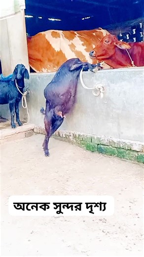 #goats #eating #amazingscenery #highlightsシ゚ | Md Bipu A J