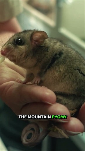 Scientists Found an “Extinct” Animal in a Ski Lodge 🤯 #shorts