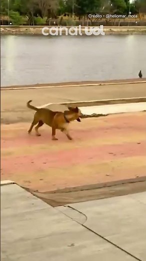 Capivara e cachorro são flagrados brincando de 'pega-pega' em Cuiabá; veja vídeo