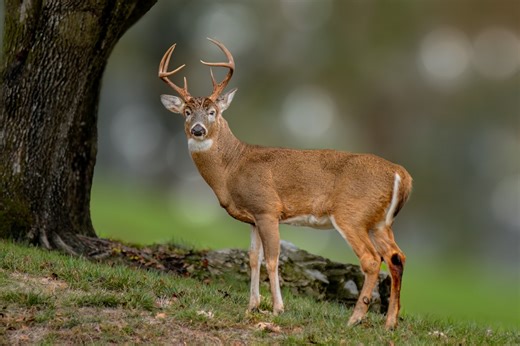 Top 10 counties for Missouri deer hunting in 2025