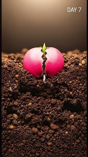 Pomegranate Growth Time-Lapse 🍎 From Seed to Harvest | Ultra-Realistic Cinematic Plant Growth