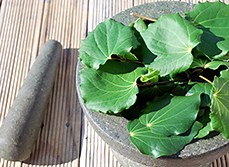 Kawakawa planting and care instructions | Article