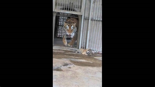 Mother tiger retrieves wandering cub back to safety inside zoo enclosure in Henan, China