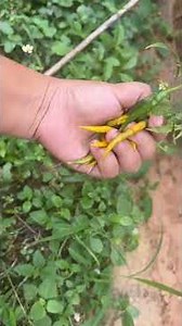 Picking chilli at garden