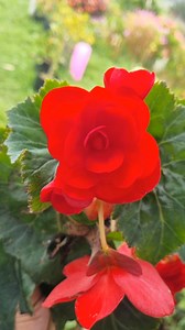 Cuidados básicos para tu begonia tuberosa 🪴 | Sijoma Vivero