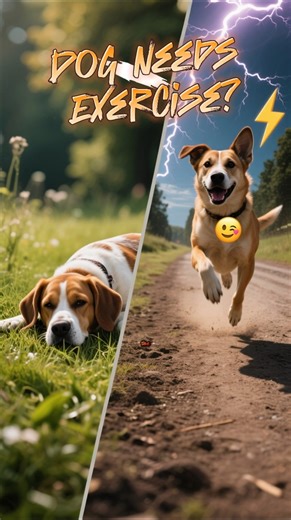 Dog Exercise Mistakes Owners Make ⚡🐶#DogTips #PetCare #dogshorts