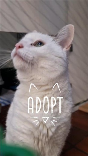 Diva sucht ein liebevolles Zuhause