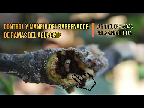 CONTROL Y MANEJO DEL BARRENADOR DE RAMAS DEL AGUACATE