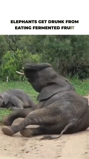 168K views · 8.3K reactions | These elephants snuck into a resort in the Mala Mala Reserve, South Africa, and had a feast of ripe marulas that left them happier than ever. | The Kiwi | Facebook