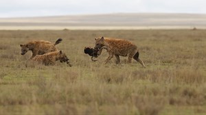 3 unstoppable African animals that would destroy the U.S. food chain