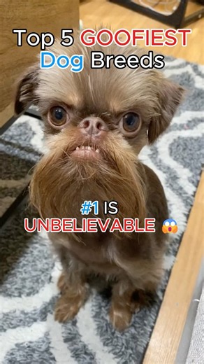 Top 5 Funniest Dog Breeds Ever 😂🐶 (Wait For #1)