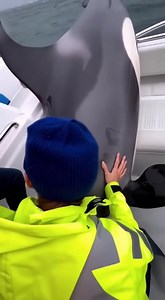 OMG ESCAPE!! DOLPHIN JUMPS into a boat to AVOID Killer Whale! 🐬 #shortsreels #dolphins #viralshorts #shortsfeed | The Baby and The Beasts