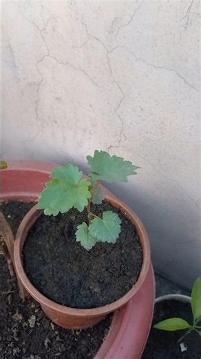 Three Generations in one frame Grape Plant with different stages from seed plant to Fruiting 🍇