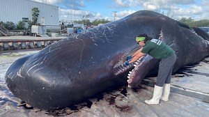 Sperm whale found dead in Florida Keys had trash in its stomach