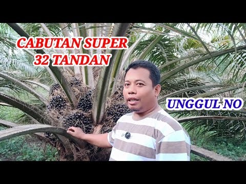 Can reach 32 bunches of oil palms pulled out per tree
