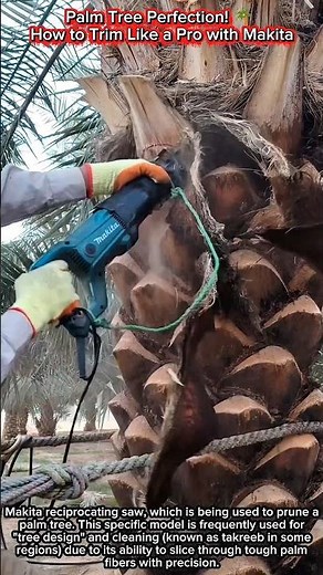 Palm Tree Perfection! 🌴 How to Trim Like a Pro with Makita