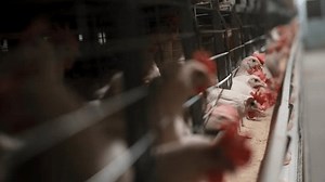 Automated Feeding Commercial Chicken Farm: Stockvideos & Filmmaterial (100 % lizenzfrei) 3757375759 | Shutterstock