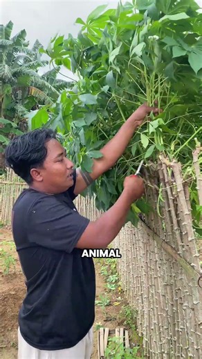 Smart Cassava Fence That Also Grows Food!