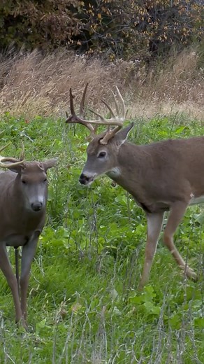308K views · 4.2K reactions | Who’s been running a decoy this week? This young buck didn’t hesitate to posture up when he spotted the intruder, however, turns out they might be friends! #midwestwhitetail #chasingnovember #hunting #bowhunting #deerhunting #deerseason #realtree | Midwest Whitetail | Facebook