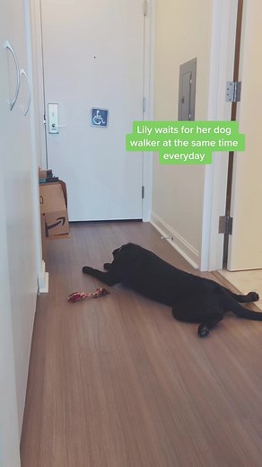 lily_service_pup on TikTok