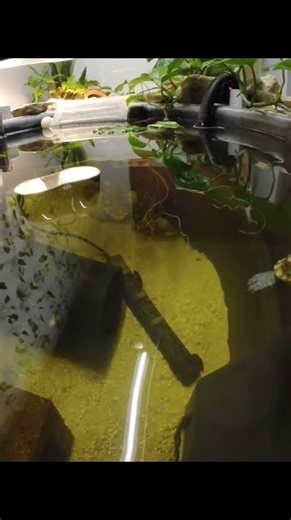 Turtles Scratching Their Backs!!