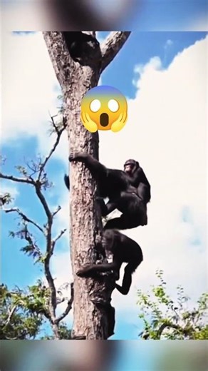 When The Whole Gang Turns On You 😱 Wild Chimps Fight Breaks Out In The Treetops #shorts #WildAfrica