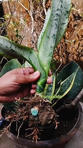 25K views · 311 reactions | Fungicide application on Sansevieria  #sansevieria #indoorplants #gardening | Door Step Garden | Facebook