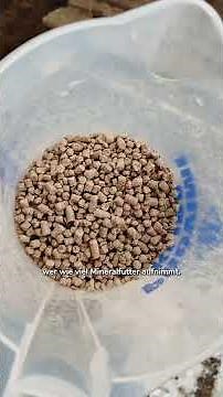 DIY Mineral Feeder for Goats