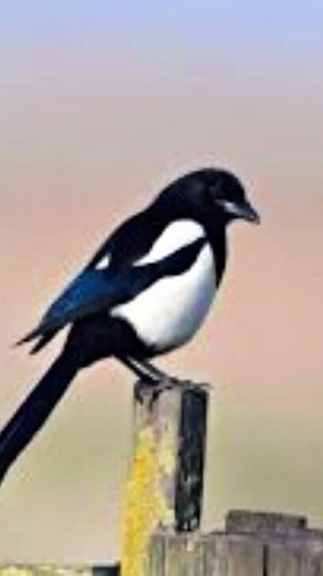 Magpie Distress Call