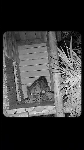 The SECRET LIVES OF CLOUDED LEOPARDS