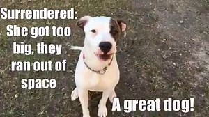 22 reactions | TOKYO is 1 yr, 4 months. ✅dog friendly ✅cat friendly ✅kid friendly ✅crate-trained She knows commands, has a great attention span, loves to play of course, but is also a lap dog. She was surrendered due to her size. Her family says she is a happy and amazing dog, but they just didn’t have enough space. Adopt her at collierpets.com | Collier DAS Dogs -by volunteers | Facebook