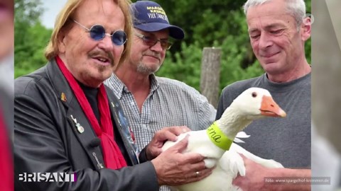 BRISANT: Frank Zander trauert um Gans Erna - Opfer der Vogelgrippe