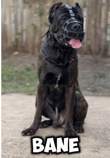 MEET BANE 😱 8 week Boarding | bane