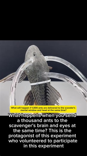 Mind-Bending Experiment: Thousands of Ants Invade Scavenger's Brain